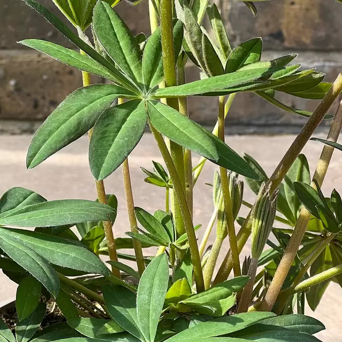 Lupin 'Terracotta' (Pot Size 2L)  Perennial - image 2