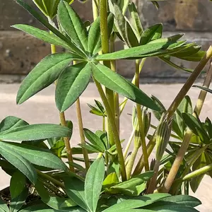 Lupin 'Terracotta' (Pot Size 2L)  Perennial - image 2