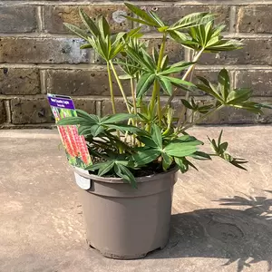 Lupin 'Terracotta' (Pot Size 2L)  Perennial - image 3