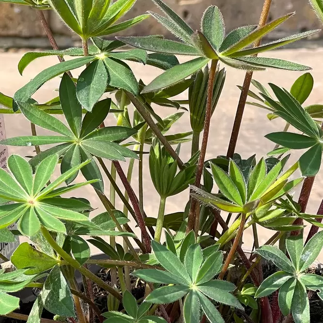Lupin 'The Page'  (Pot Size 3L) Perennial - image 2
