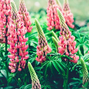 Lupin 'The Page'  (Pot Size 3L) Perennial - image 1