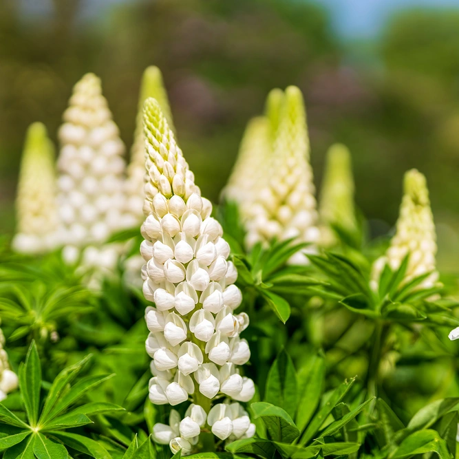 Lupin 'White Shades' (Pot Size 3L) Perennial