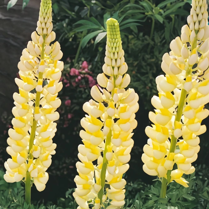 Lupin 'Yellow Shades' (Pot Size 3L) Perennial
