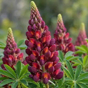 Lupins 'Masterpiece' (Pot Size 5ltr) Perennial