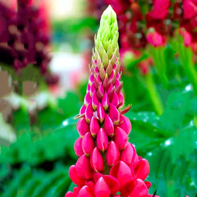 Lupinus 'Beefeater'  available at Boma Garden Centre image by David McConeghy