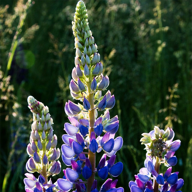 Lupinus 'Midnight Majesty' (Pot Size 3L) -  Perennial - image 1