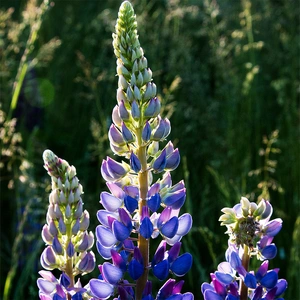 Lupinus 'Midnight Majesty' (Pot Size 3L) -  Perennial - image 1