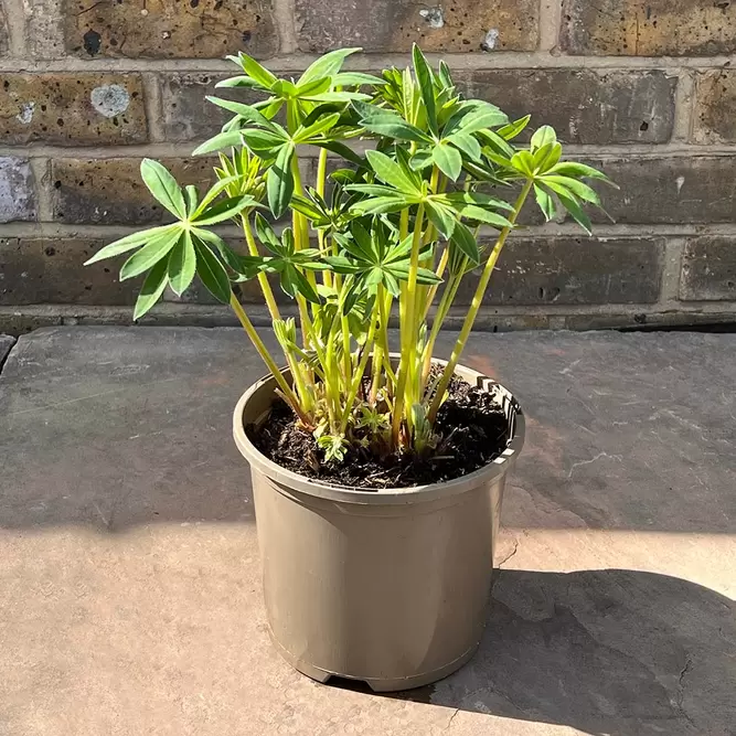 Lupinus 'Midnight Majesty' available at Boma Garden Centre Image by Mitchell Hainfield