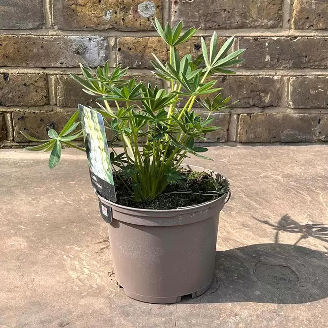 Lupinus 'Noble Maiden'  (Pot Size 2L) Perennial - image 2