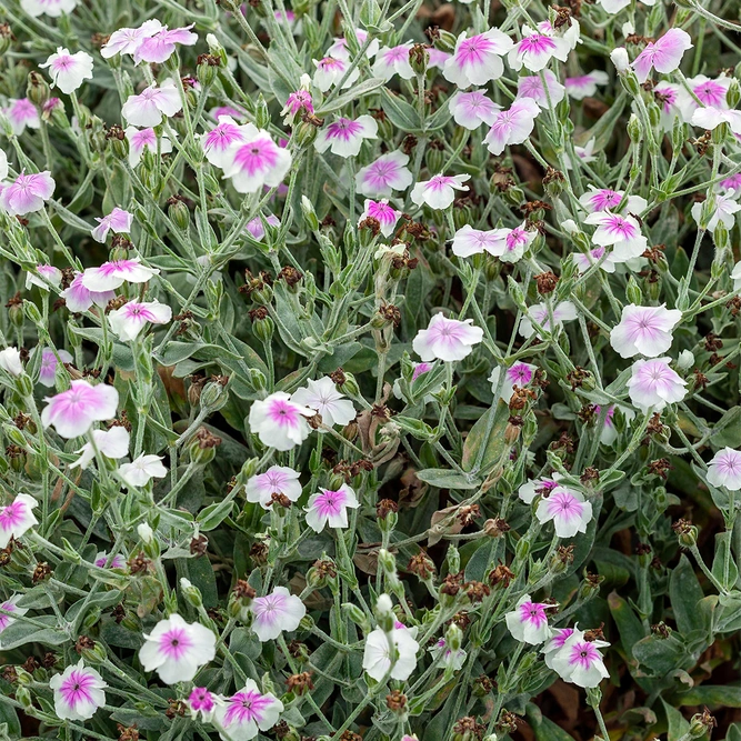 Lychnis coronaria 'Oculata Group' (Pot Size 1ltr) Rose Campion