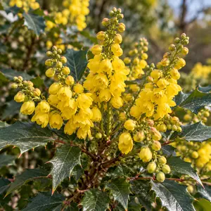 Mahonia eurybracteata subsp. ganpinensis 'Meteor'