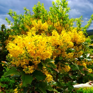 Mahonia × media 'Winter Sun' (7.5L) Oregon Grape