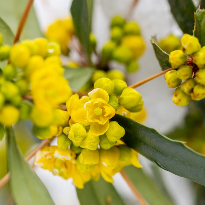 Oregon Grape - Mahonia 'Soft Caress'