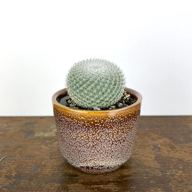 Mammillaria microthele (Pot Size 5.5cm) Owl eye cactus