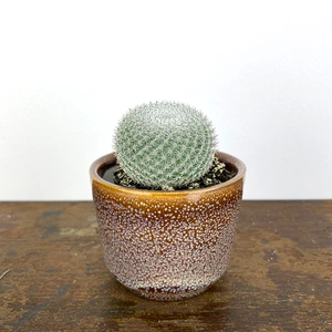 Mammillaria microthele - Owl eye cactus