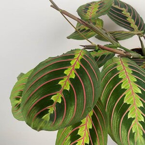 Maranta leuconeura 'Fascinator' (Pot Size 12cm) Prayer plant - image 2