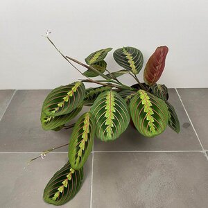 Maranta leuconeura 'Fascinator' (Pot Size 15cm) Prayer plant - image 1