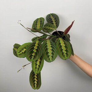 Maranta leuconeura 'Fascinator' (Pot Size 15cm) Prayer plant - image 3