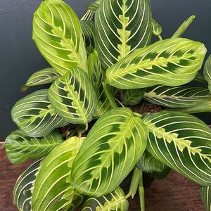 Maranta leuconeura 'Lemon & Lime' (Hanging Pot 14cm) Maranta lemon lime - image 2
