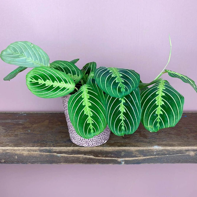 Maranta Leuconeura var. erythroneura 'Lemon Lime' (Pot Size 12cm) Prayer Plant - image 1