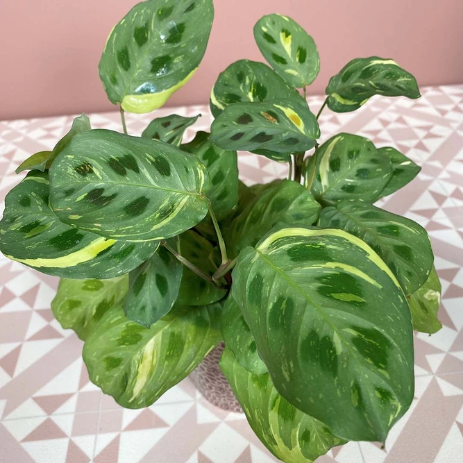 Maranta leuconeura var.kerchoveana 'Variegata' (Pot Size 12cm) - image 1