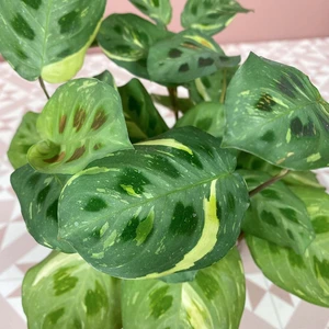 Maranta leuconeura var.kerchoveana 'Variegata' (Pot Size 12cm) - image 2