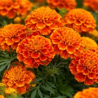 Marigold
