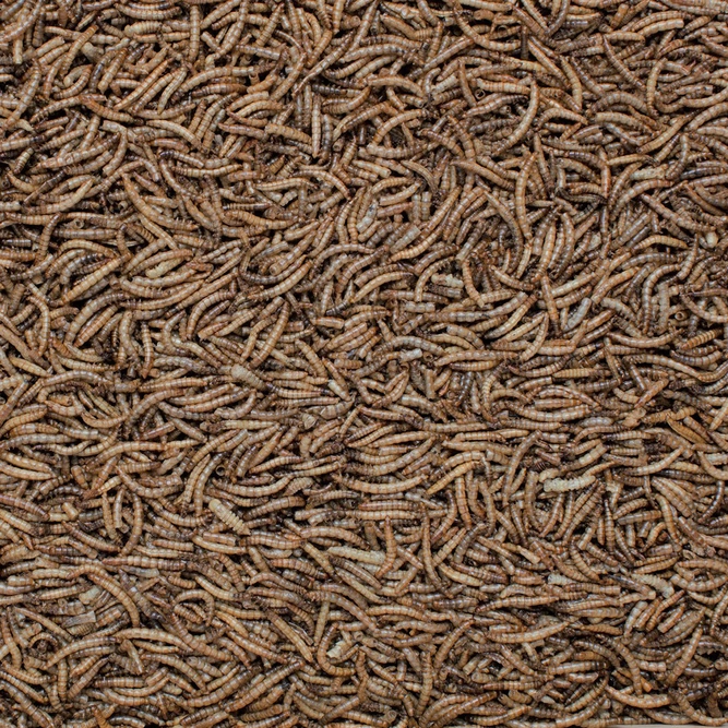 Mealworm Bird Feed 100g - Henry Bell - image 2