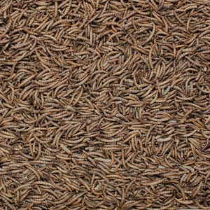 Mealworm Bird Feed 100g - Henry Bell - image 2