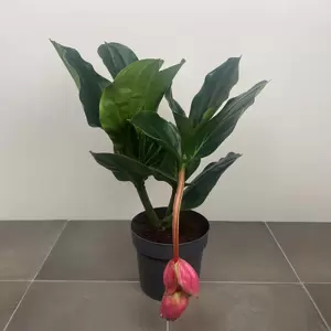 Medinilla magnifica (Pot Size 17cm) Rose grape / Pink lantern plant - image 2