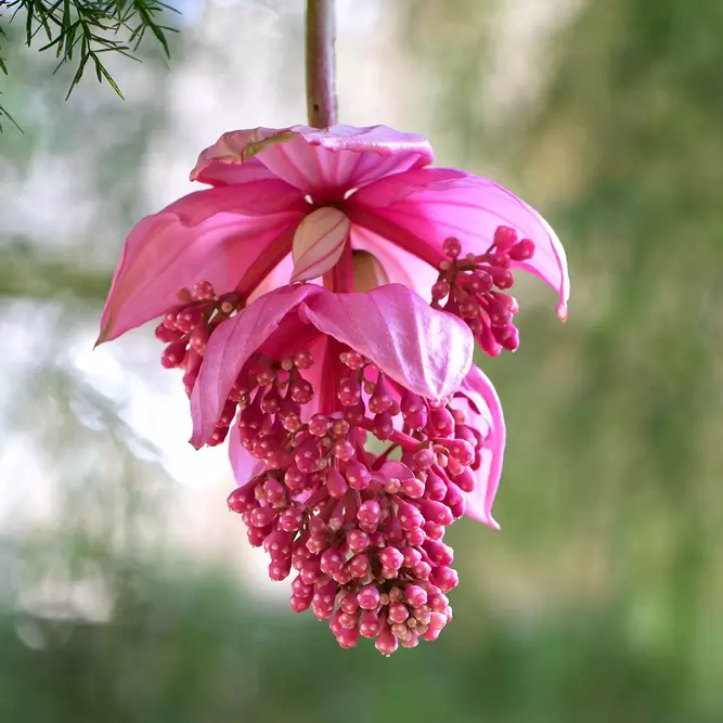 Medinilla magnifica (Pot Size 17cm) Rose grape / Pink lantern plant - image 1