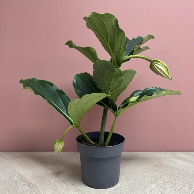 Medinilla magnifica (Pot Size 17cm) Rose grape / Pink lantern plant - image 1