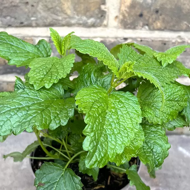 Melissa officinalis (Pot Size 1L ) - Lemon Balm - image 1