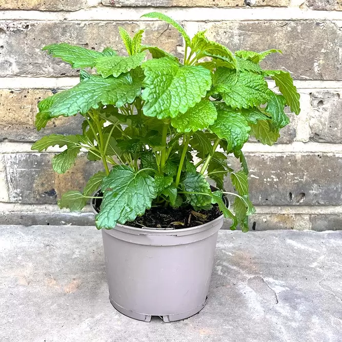 Melissa officinalis (Pot Size 1L ) - Lemon Balm - image 2