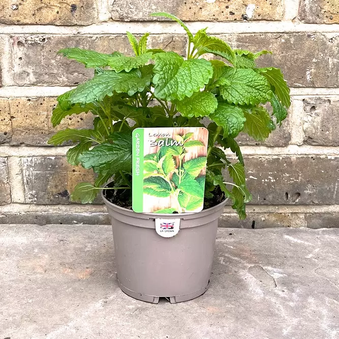 Melissa officinalis (Pot Size 1L ) - Lemon Balm - image 3