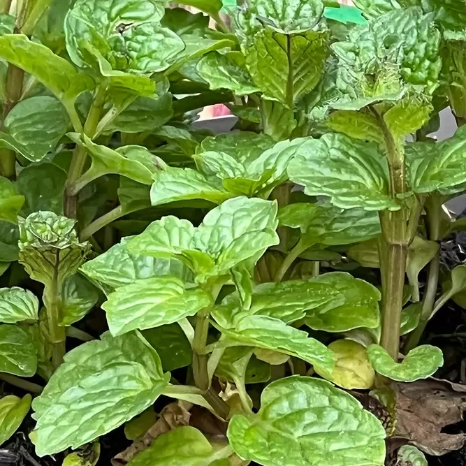 Mentha spicata (Pot Size 1L) - Curly Spearmint - image 1