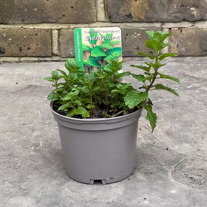 Mentha spicata (Pot Size 1L) - Curly Spearmint - image 2
