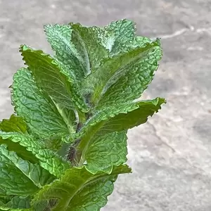 Mentha suaveolens (Pot Size 1L) - Mint Apple - image 1