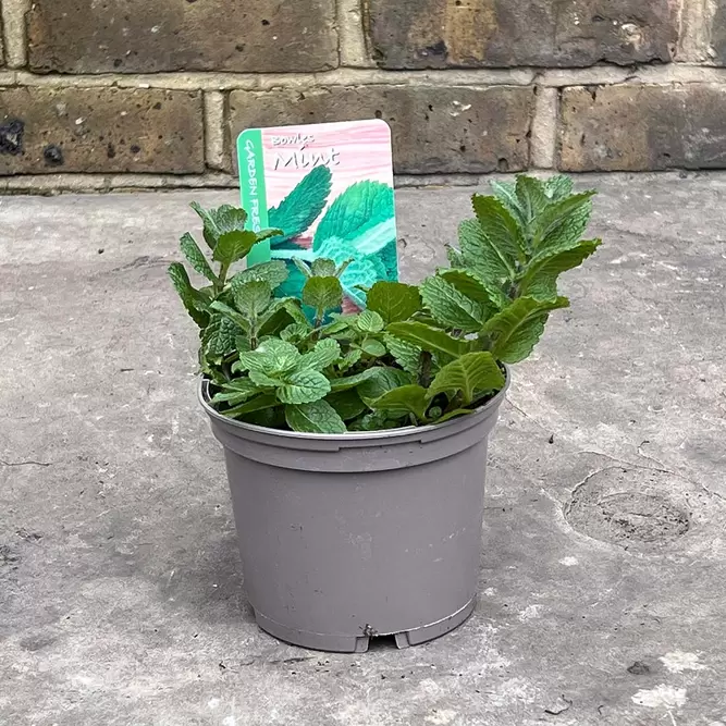 Mentha suaveolens (Pot Size 1L) - Mint Apple - image 2