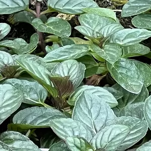 Mentha x piperita f.citrata 'Chocolate' (Pot Size 1L) - image 1