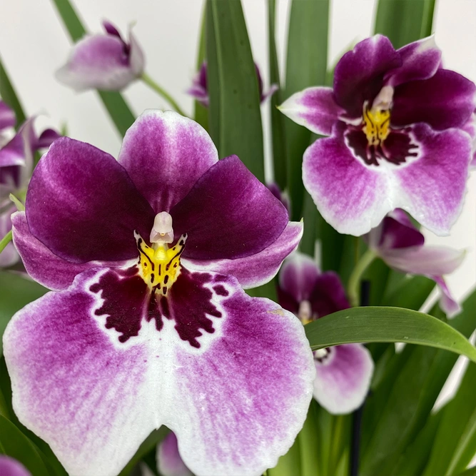 Miltonia 'Magenta' Orchid (Pot Size 12cm) - image 2