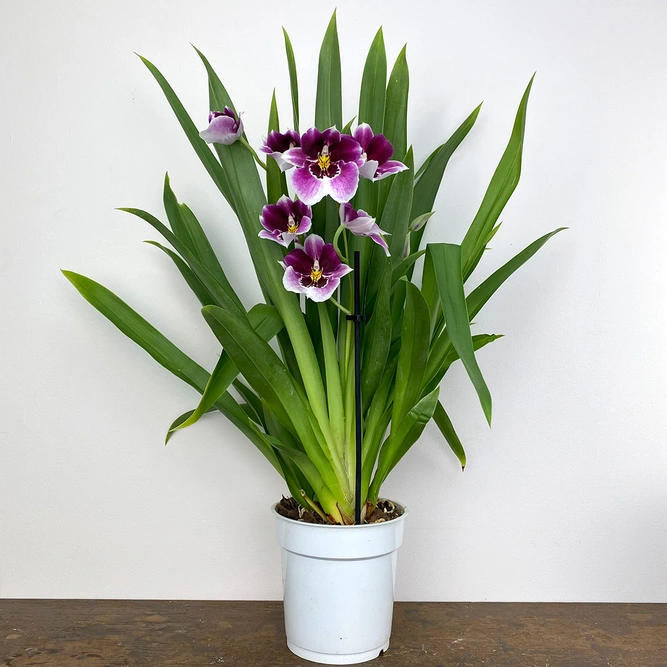 Miltonia 'Magenta' Orchid (Pot Size 12cm) - image 3