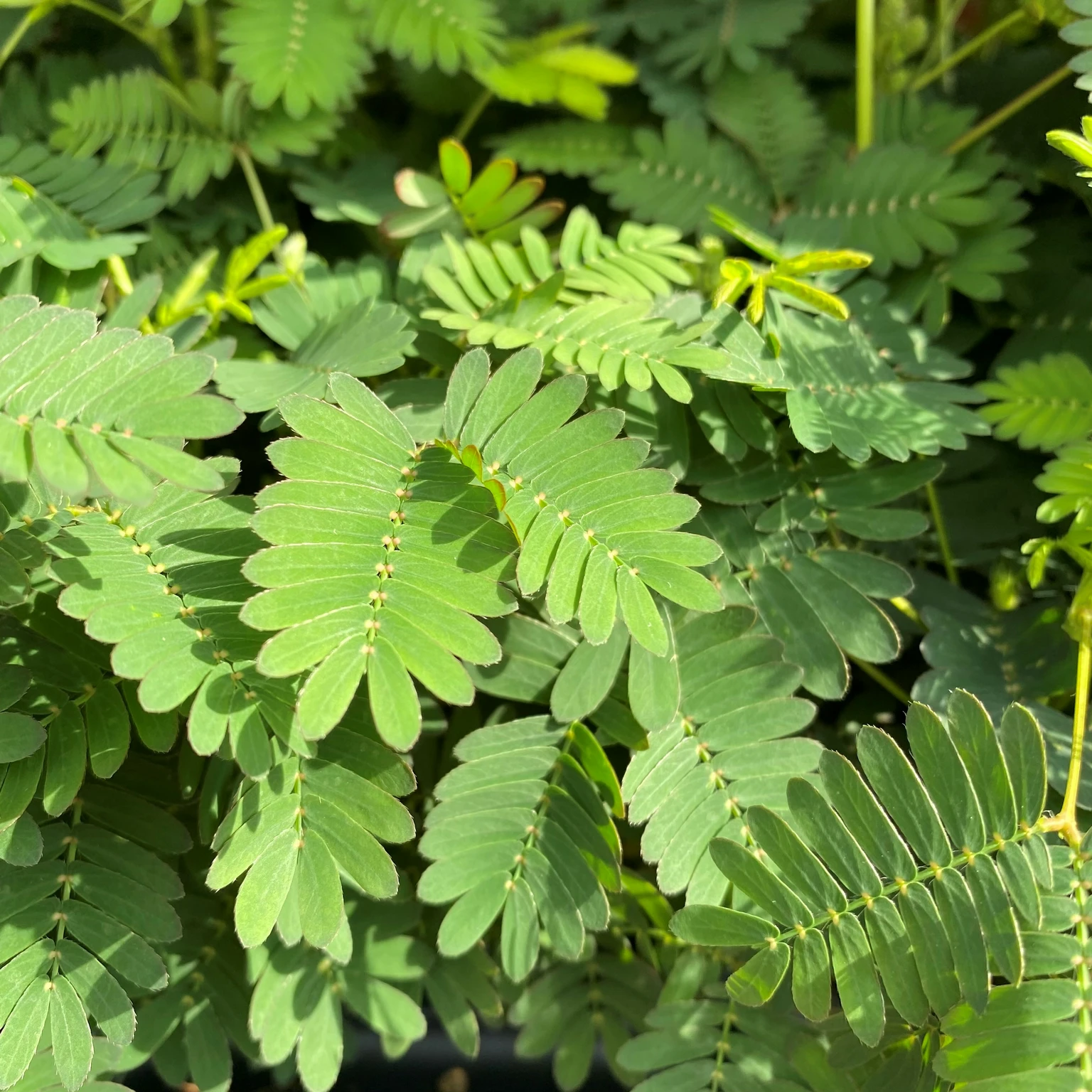 Mimosa pudica (Pot Size 9cm) Sensitive plant The Boma Garden Centre