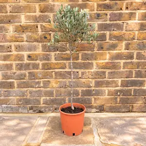 Mini  Standard Olive  (Head Diameter 28cm)           )