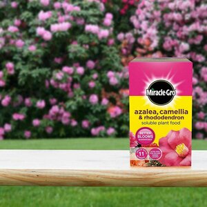 Miracle-Gro Azalea, Camellia & Rhododendron Soluble Plant Food 500g - image 3