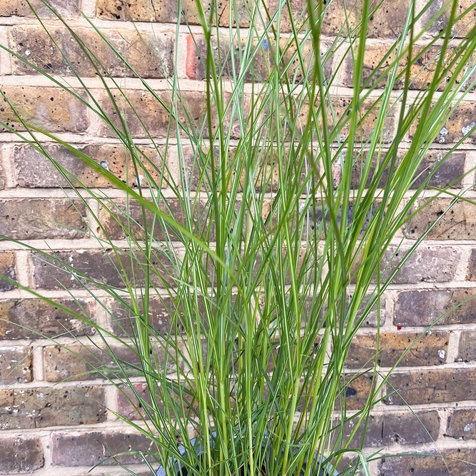 Miscanthus Kleine Silber (23cm) Chinese Silver Grass - image 2