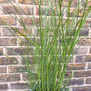 Miscanthus Kleine Silber (23cm) Chinese Silver Grass - image 2