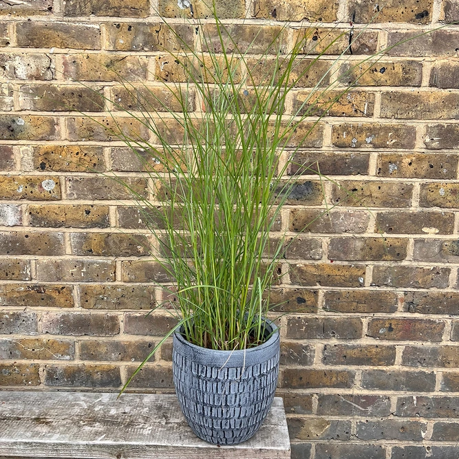 Miscanthus Kleine Silber (23cm) Chinese Silver Grass - image 3