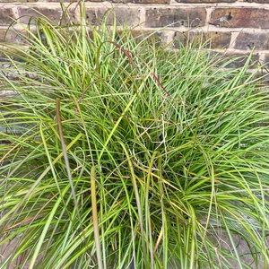 Miscanthus sinensis 'Adagio' (10L) Dwarf Maiden Grass - image 1