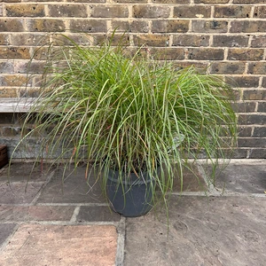 Miscanthus sinensis 'Adagio' (10L) Dwarf Maiden Grass - image 2